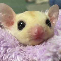 💚フクロモモンガベビー💚