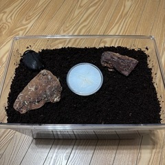WF1 ヘラクレスリッキー幼虫の画像