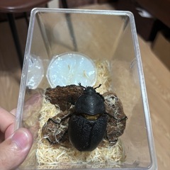 WF1 ヘラクレスリッキー幼虫の画像