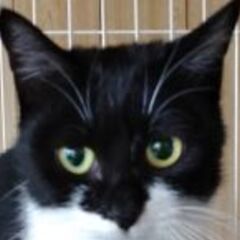 保護猫ハウスボランティア