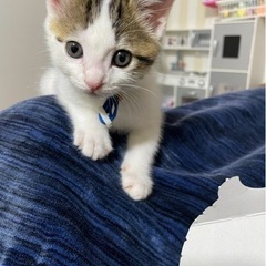 人懐こくて甘えん坊のオス猫ダイちゃん(2才)