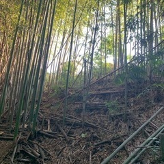 【好評‼️切ってください🪚1本でも100本でも無料‼️】真竹 サスティナブル素材　門松　竹細工　薪ストーブ　焚き火　アウトドアにも　燃料　乾燥竹　切れば青竹もあります　竹炭作りの画像