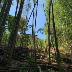 【好評‼️切ってください🪚1本でも100本でも無料‼️】真竹 サスティナブル素材　門松　竹細工　薪ストーブ　焚き火　アウトドアにも　燃料　乾燥竹　切れば青竹もあります　竹炭作りの画像