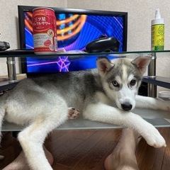 シベリアンハスキー　子犬 - 犬