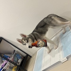 シベリアンハスキー　子犬 - 成田市