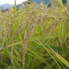 コシヒカリ30キロ　限定1袋！
