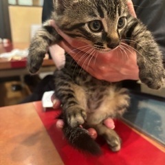 キジトラくん男の子♡