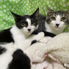 5月生まれの兄妹猫シジミとウナ