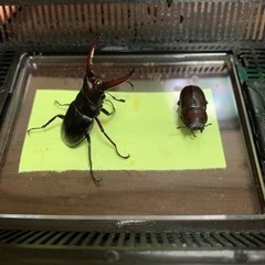②ノコギリクワガタペア