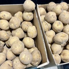 【3名様で確定となりました】規格外じゃがいも　1kg　（自然栽培）
