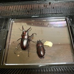 ③ノコギリクワガタペア