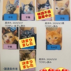 🆘お声がけがありません😭可愛いヤンチャな子猫たちの里親様募集中😍