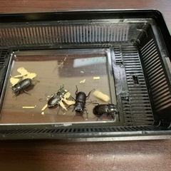 ③コクワガタ2ペア