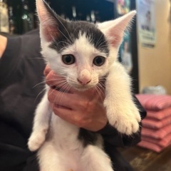 ハチワレ白黒男の子♡