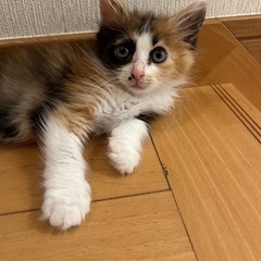 ふわふわ兄妹★☆ − 愛知県
