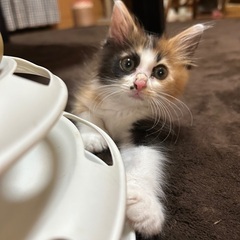 ふわふわ兄妹★☆ - 愛知郡