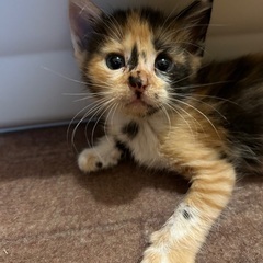 柴犬みたいなお顔の三毛ちゃん☆