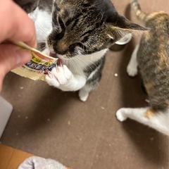 影しっぽの猫