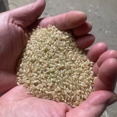 鳥取県産大前さん令和7年新米コシヒカリ玄米10kg
の画像