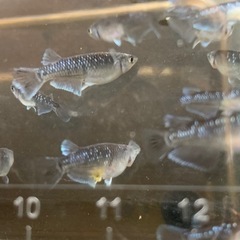 メダカ　ミッドナイトフリル2-1の画像