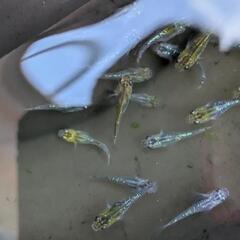 写真のラメメダカ18匹の画像