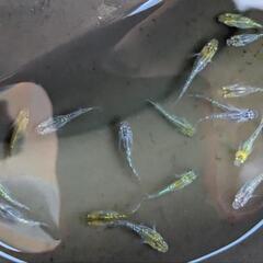 写真のラメメダカ18匹の画像