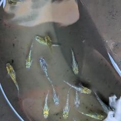 写真のラメメダカ18匹の画像