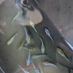 写真のラメメダカ18匹の画像