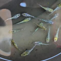 写真のラメメダカ18匹