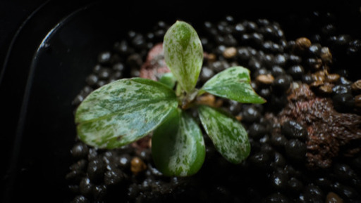 ブセファランドラsp. バリエガータBucepharandra sp. variegata