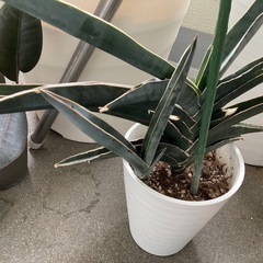 ⭐︎子株付き⭐︎ 観葉植物　希少　特異株　中型サンスベリア　ロブ...