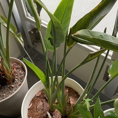 少々乱株 観葉植物 新芽2つ 新葉2つ 中株×3(10号鉢以上)...