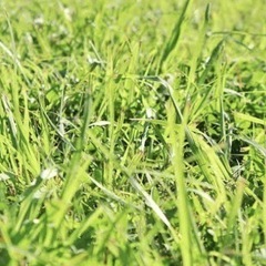 雑草取り