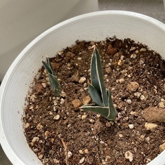 分岐株(新芽) 観葉植物※鉢無し　希少　特異株　サンスベリア　ロ...