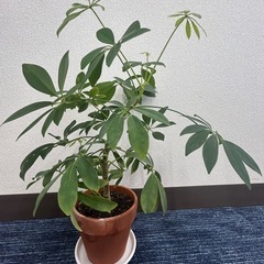 カポックの画像