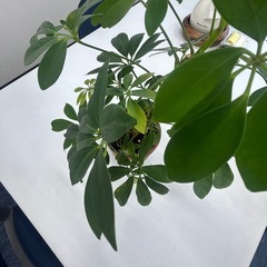 カポックの画像