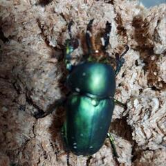 パプアキンイロクワガタ♂♀ペアの画像