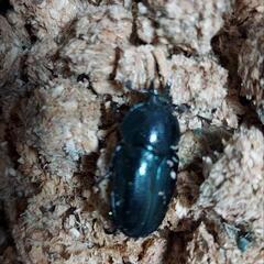 パプアキンイロクワガタ♂♀ペアの画像