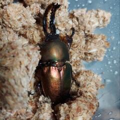 パプアキンイロクワガタ♂♀ペアの画像