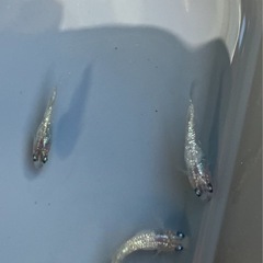 🌸白斑サファイア1ペア➕メス1匹の合計3匹セット🌸