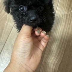 ポメプーの女の子。里親さん決まりました