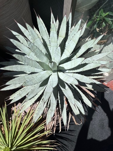 アガベ　大きい　マクロアカンサ