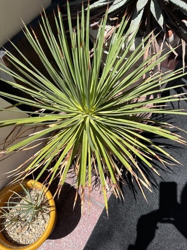 アガベ　吹き上げ　ストリクタ