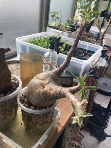 パキポディウムグラキリス　ついに発根確認しました！　生活雑貨 家庭用品 ガーデニング　観葉植物　塊根植物　多肉植物　ビザールプランツ　レアプランツ　ガーデニング　植物　グリーン　趣味　盆栽　葉　花　庭　草　インテリア　おしゃれ　飾り　園芸