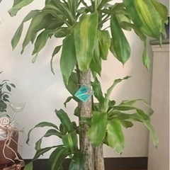 観葉植物9点おまとめ🌿