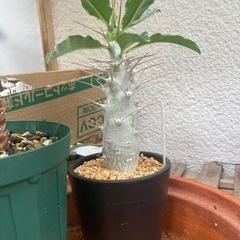 【受付終了】パキポディウムサンデルシー　塊根植物　観葉植物生活雑...
