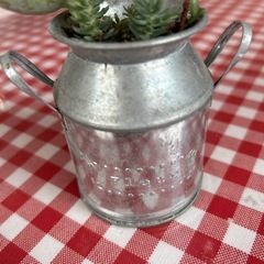 多肉植物②の画像