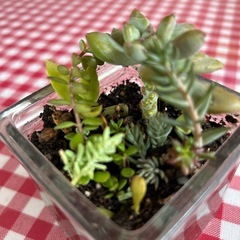 多肉植物③の画像