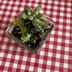 ランキングキーワードに紐づく投稿画像-多肉植物