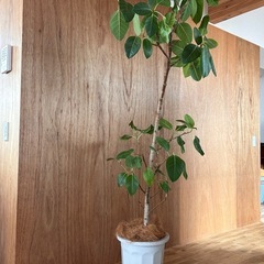 大型観葉植物 フィカス アルテシーマ 10号 曲り 